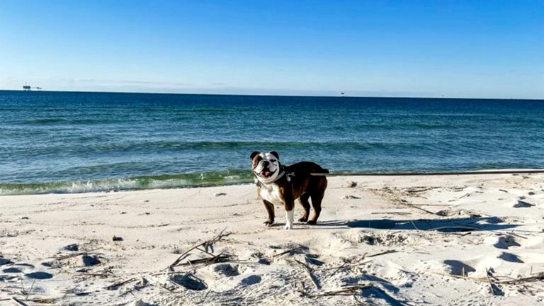 Beach Houses (United States of America, Gulf Shores, Alabama)