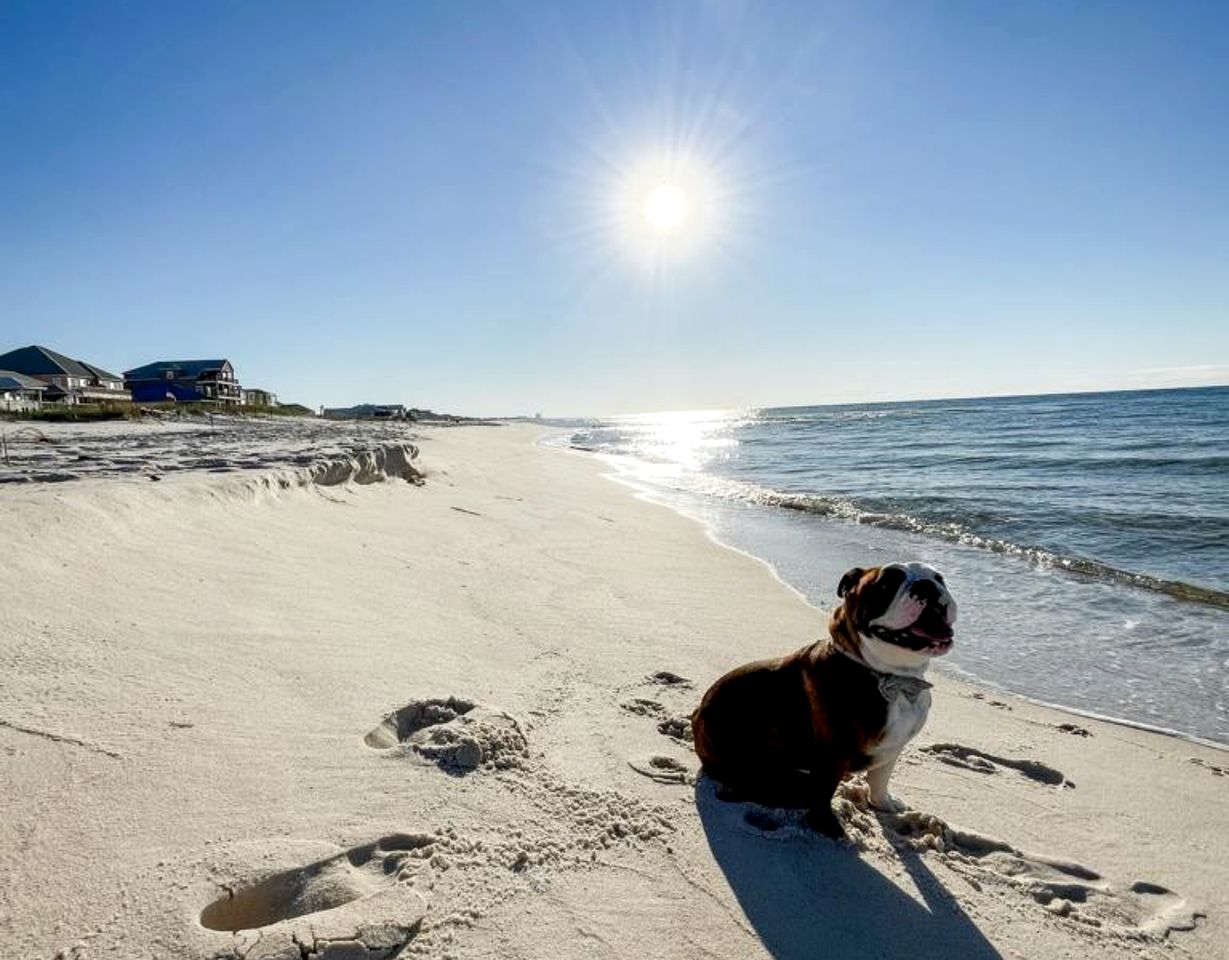Beach Front Cottage with Private Heated Pool in Alabama