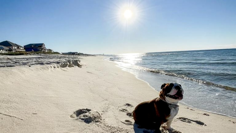 Beach Houses (United States of America, Gulf Shores, Alabama)