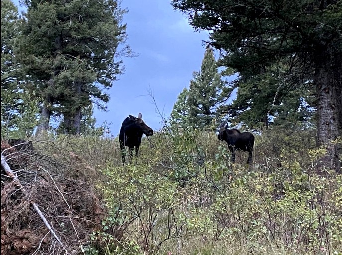 Log Cabins (United States of America, --, Idaho)