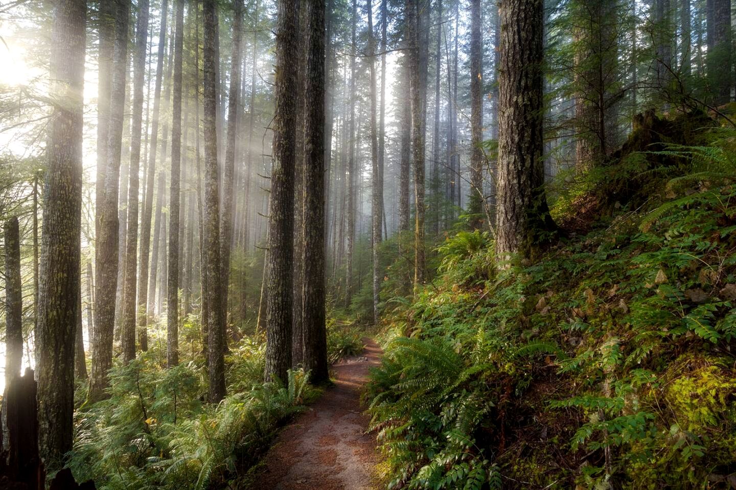 Luxury Private Cabin Beautifully Design with Beautiful Hiking Trails in Washington