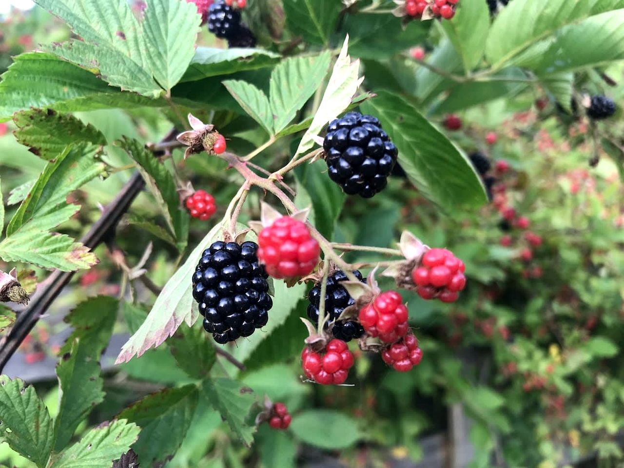 Beautiful Cozy Barn with Great Views in Franklin Tennessee