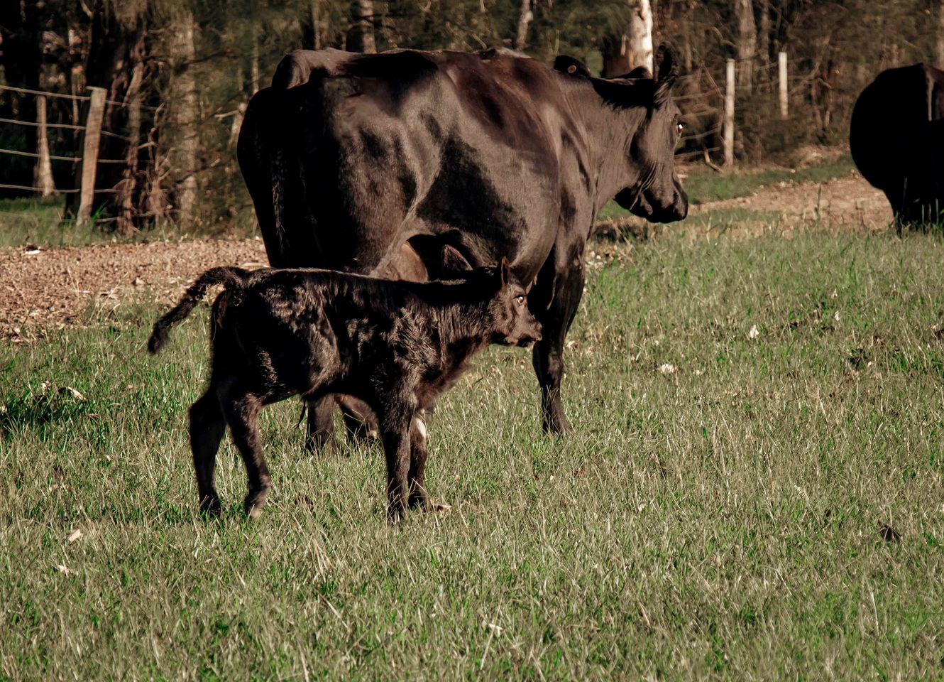 Beautiful Hilltop Tiny House with Breathtaking Views on a Cattle and Equine Training Property in Minimbah, New South Wales