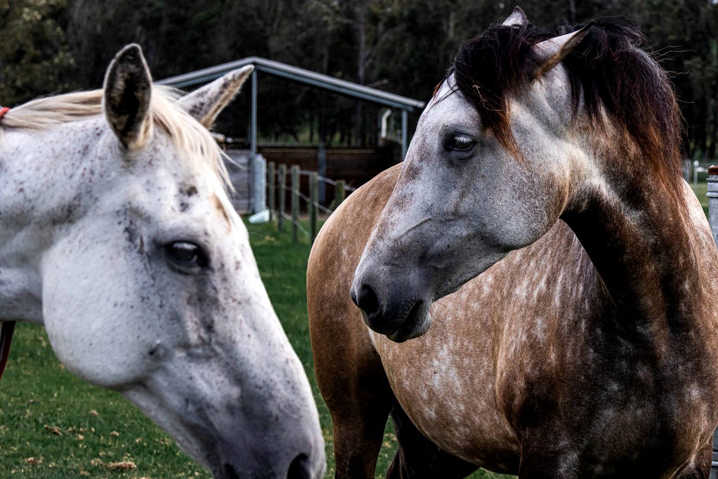 Beautiful Hilltop Tiny House with Breathtaking Views on a Cattle and Equine Training Property in Minimbah, New South Wales