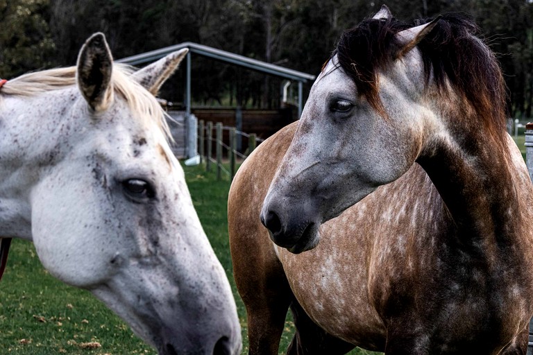 Tiny Houses (Australia, Minimbah, New South Wales)