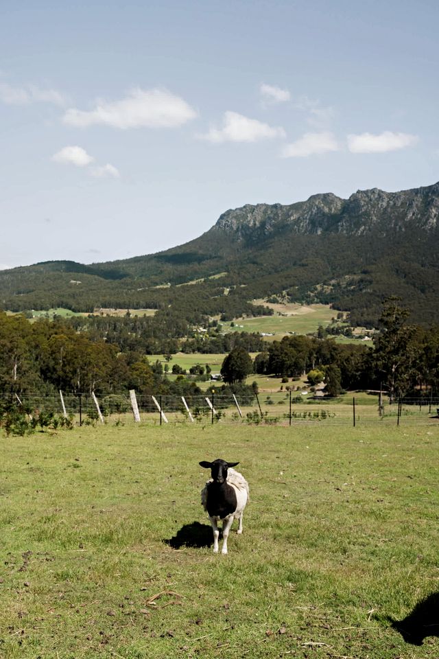 Beautiful Secluded Tiny House in West Kentish, Tasmania