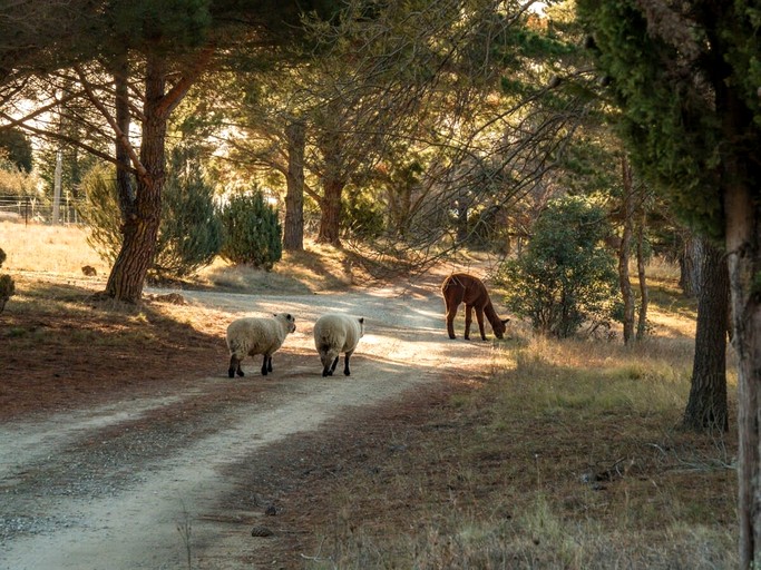 Tiny Houses (Australia, Bungendore, New South Wales)