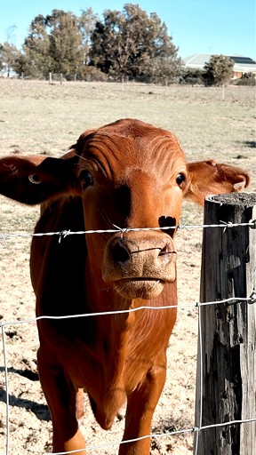 Tiny Houses (Australia, Ellenbrook, Western Australia)