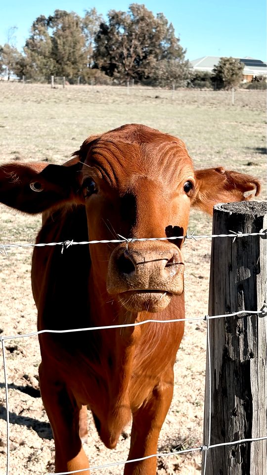 Beautiful Tiny House Near Turquoise Waters and Outdoor Living in Western Australia, Australia