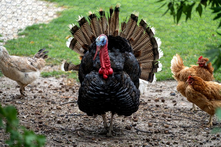 Tiny Houses (Australia, Lake Charm, Victoria)
