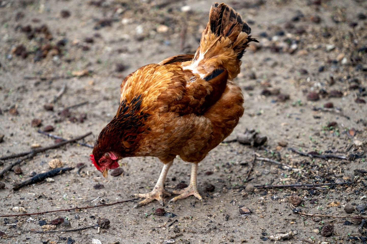 Beautiful Tiny House with Stunning Lakefront Views Perfect for Outdoor Activities in New South Wales, Australia