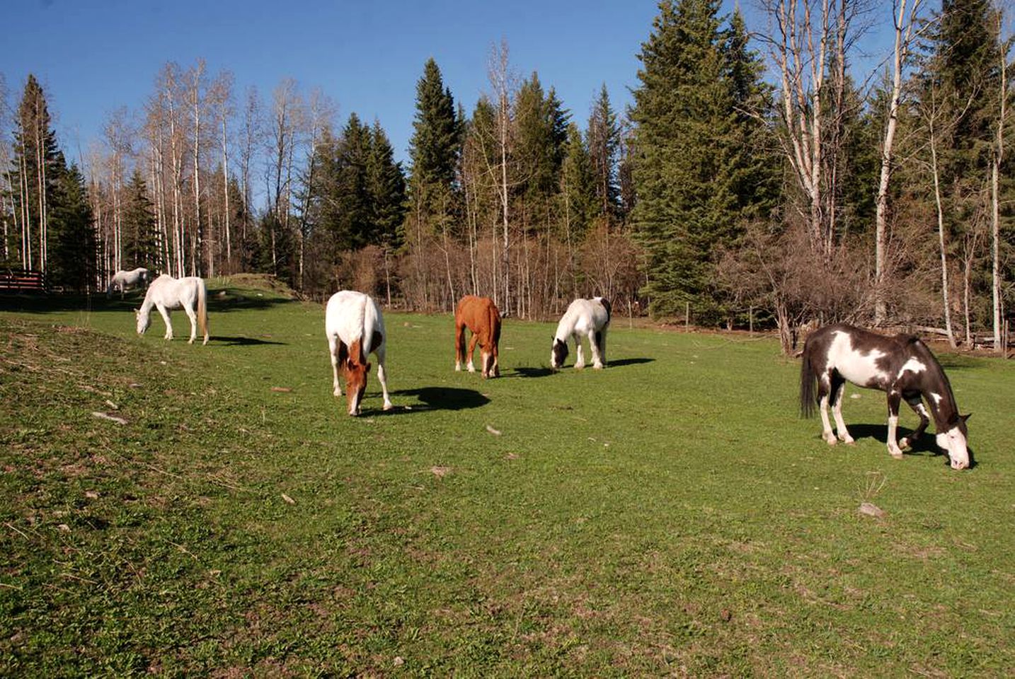 Idyllic Vacation Rental on a Ranch in Lone Butte, British Columbia