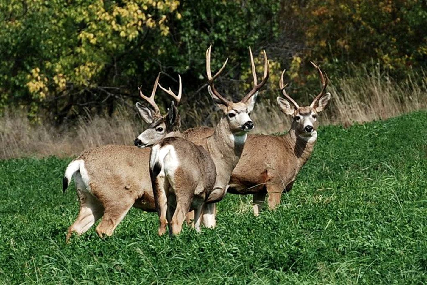Idyllic Vacation Rental on a Ranch in Lone Butte, British Columbia