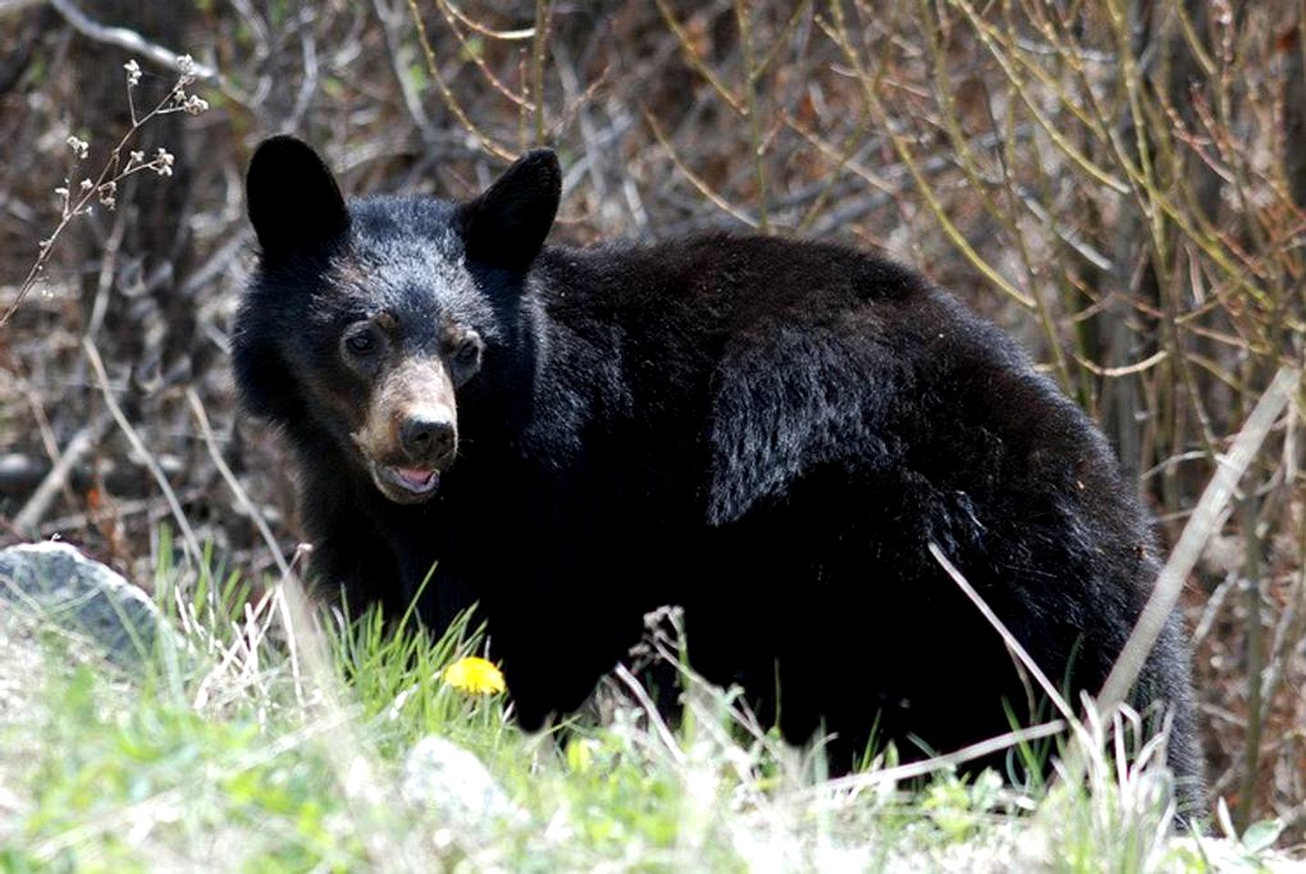 Idyllic Vacation Rental on a Ranch in Lone Butte, British Columbia