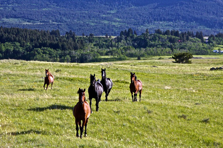 Nature Lodges (Crowsnest Pass, Alberta, Canada)