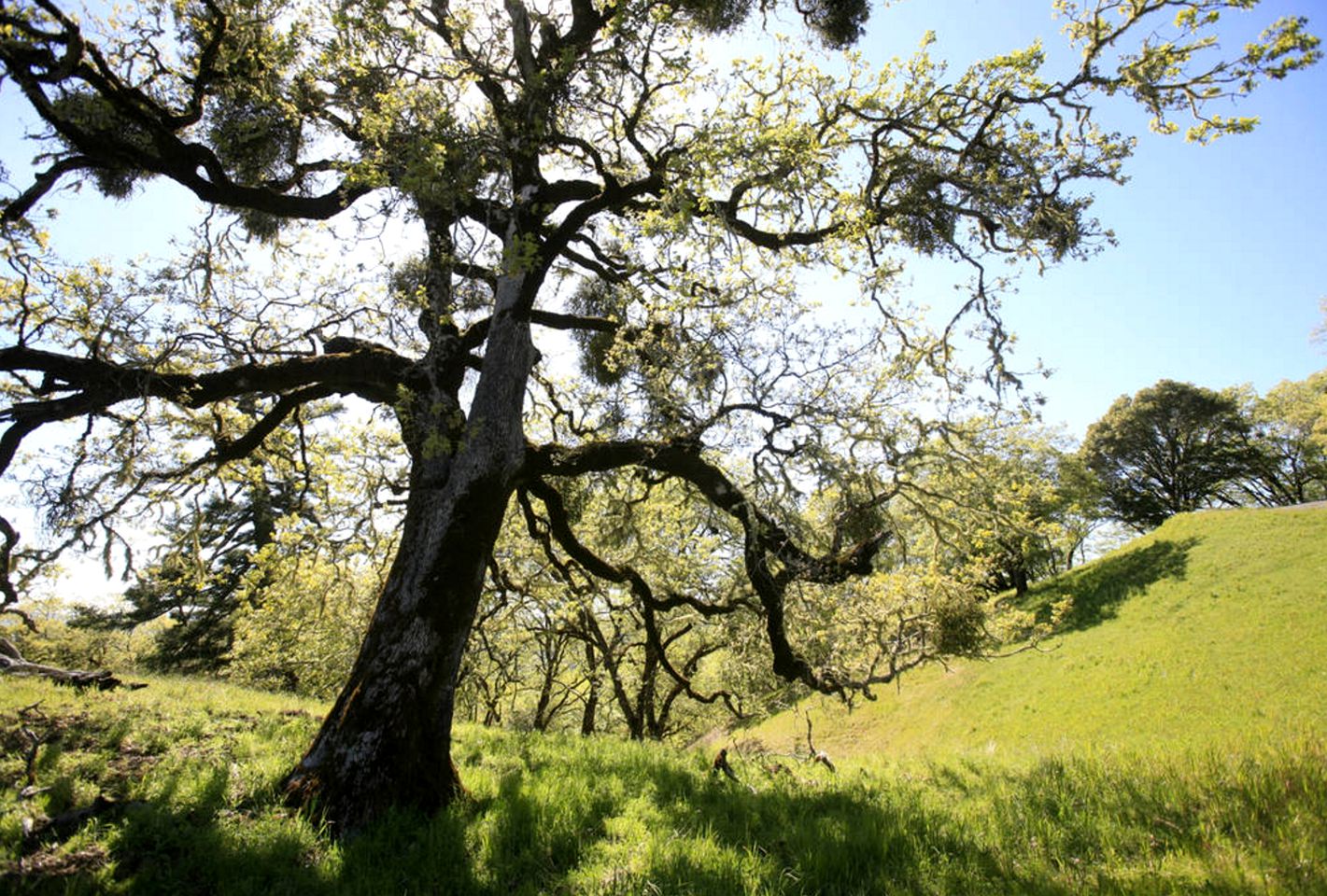 Charming Camping Cabin with a Swimming Pond in Anderson Valley, California