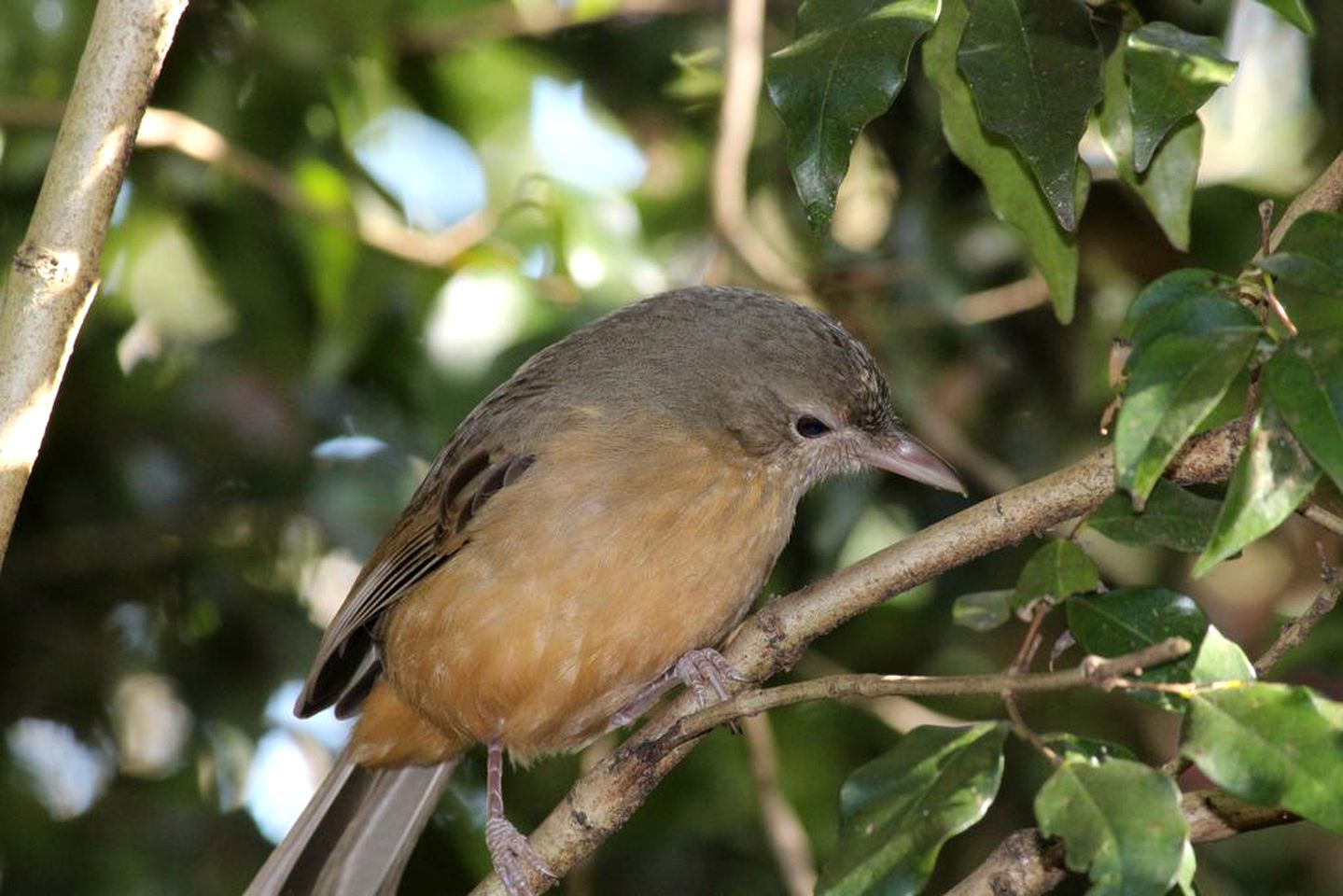 Romantic Cabin Rental with Deluxe Spa Tub near the Sunshine Coast, Queensland