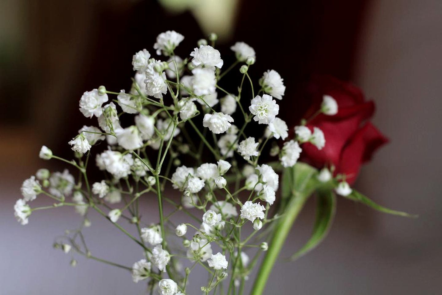 Secluded Cabin Rental with Spa Tub and Deck in the Trees of the Sunshine Coast Hinterland, Queensland