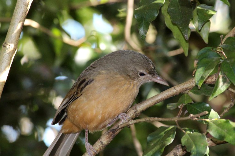 Cabins (Flaxton, Queensland, Australia)