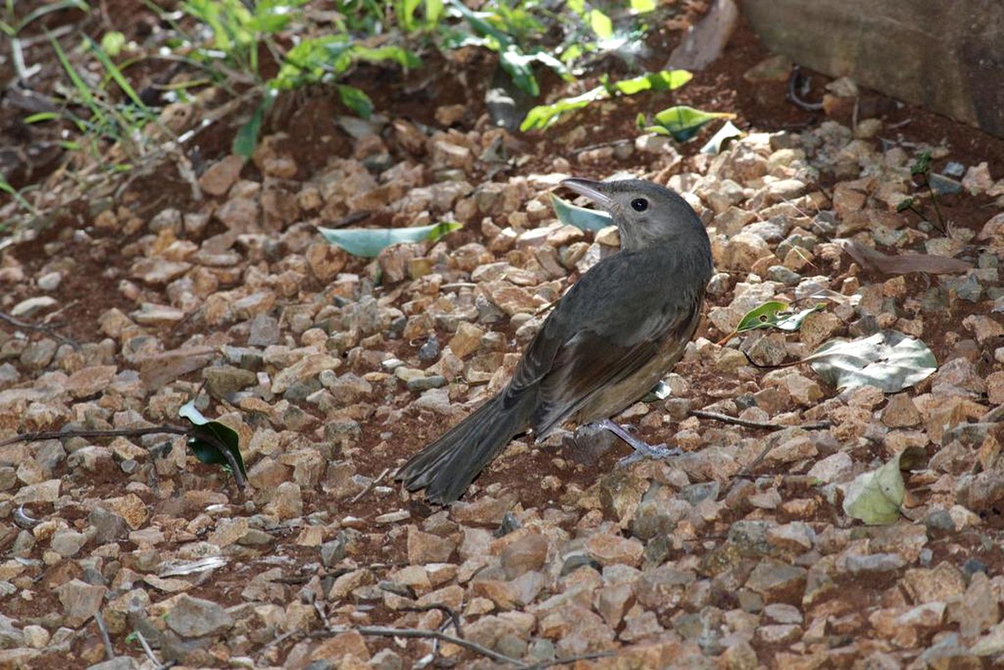 Secluded Cabin Rental with Spa Tub and Deck in the Trees of the Sunshine Coast Hinterland, Queensland