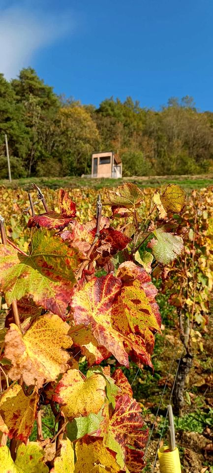 Charming Panoramic Tiny Home with Private Vineyard Views Near Boyeux-Saint-Jérôme | France