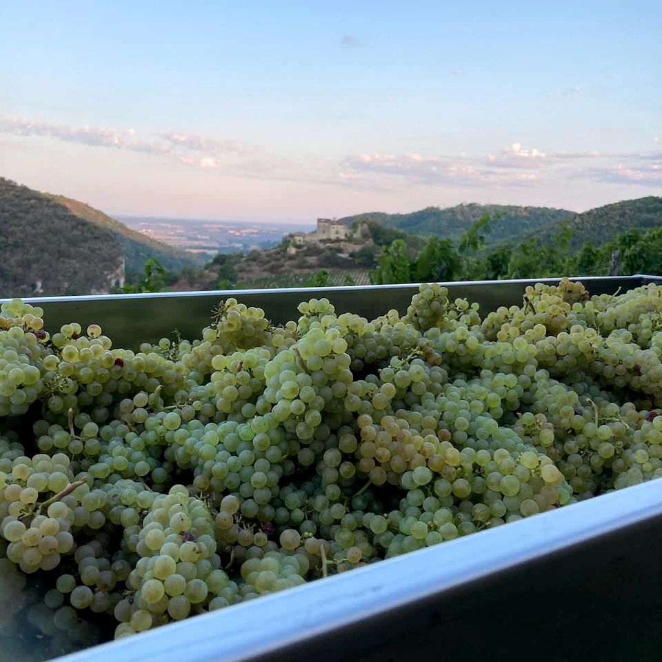 Charming Panoramic Tiny Home with Private Vineyard Views Near Boyeux-Saint-Jérôme | France