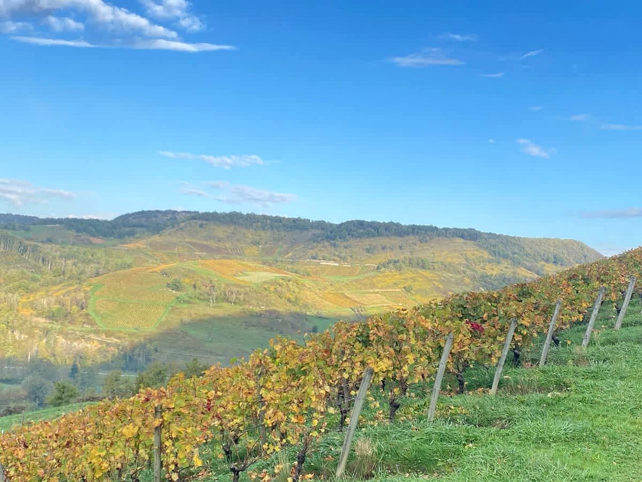 Charming Panoramic Tiny Home with Private Vineyard Views Near Boyeux-Saint-Jérôme | France