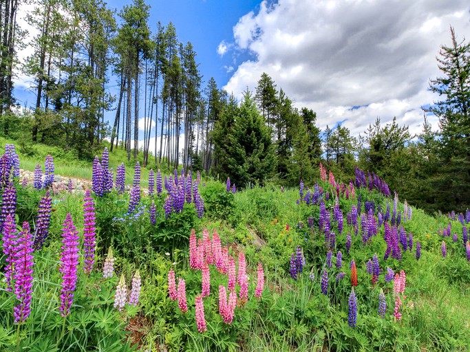 Cabins (West Gariner, Montana, United States)