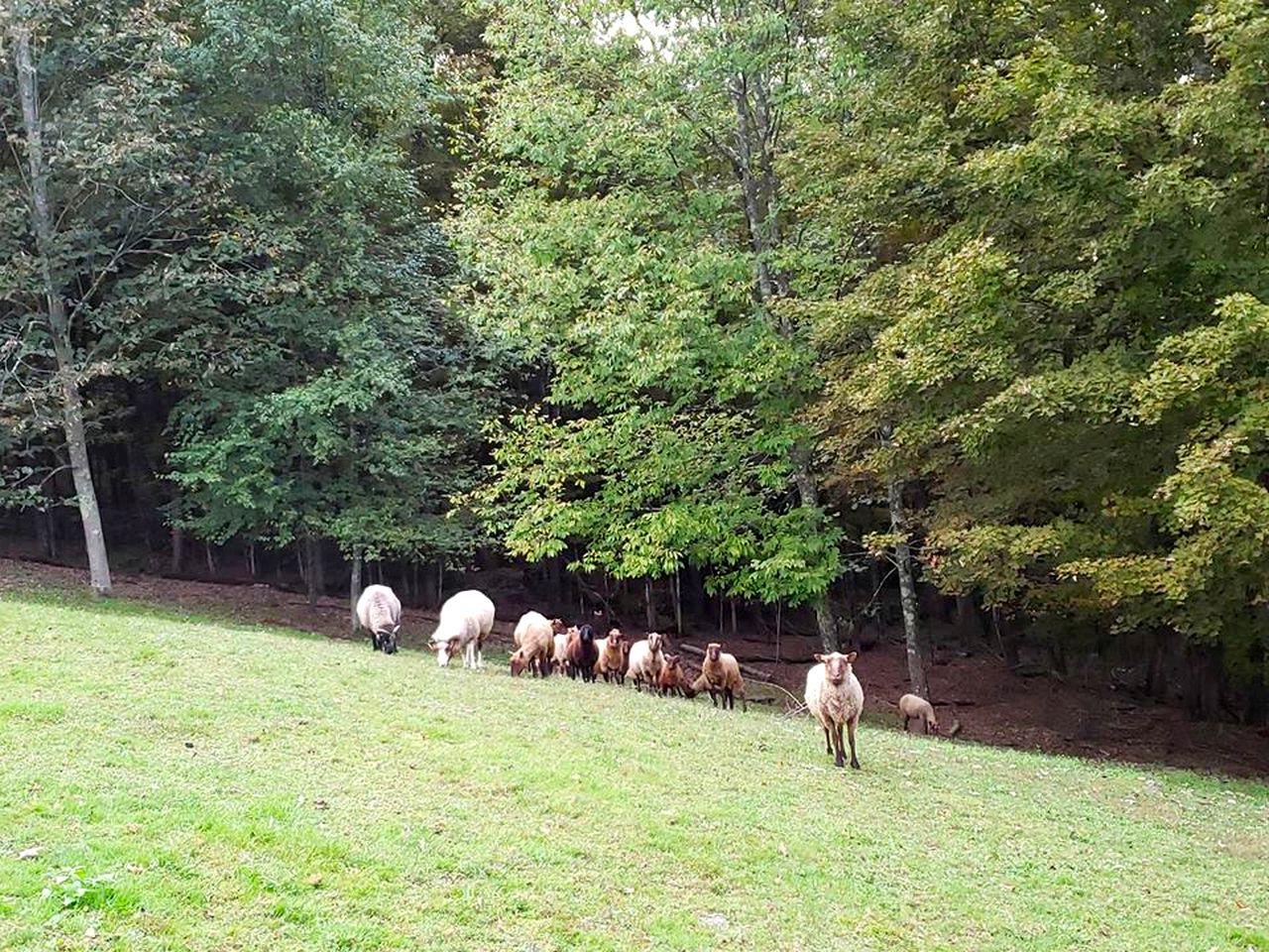 Camping Retreat Ideal for a Family Getaway on a Farm in Jeffersonville, New York