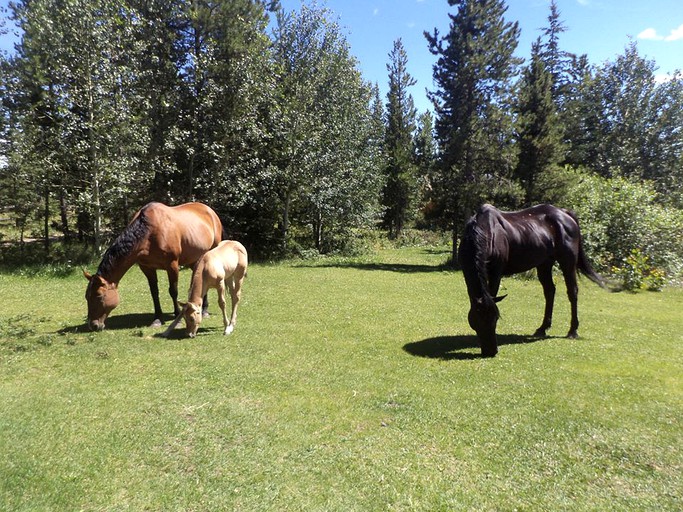 Nature Lodges (Big Creek, British Columbia, Canada)