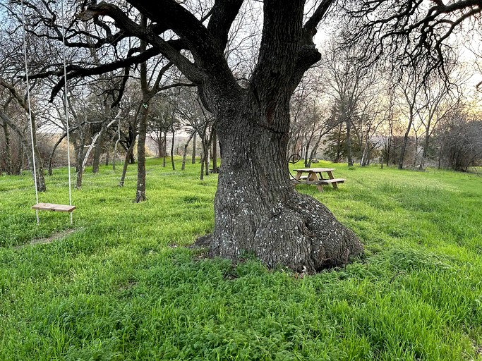 Tree Houses (United States of America, Forestburg, Texas)