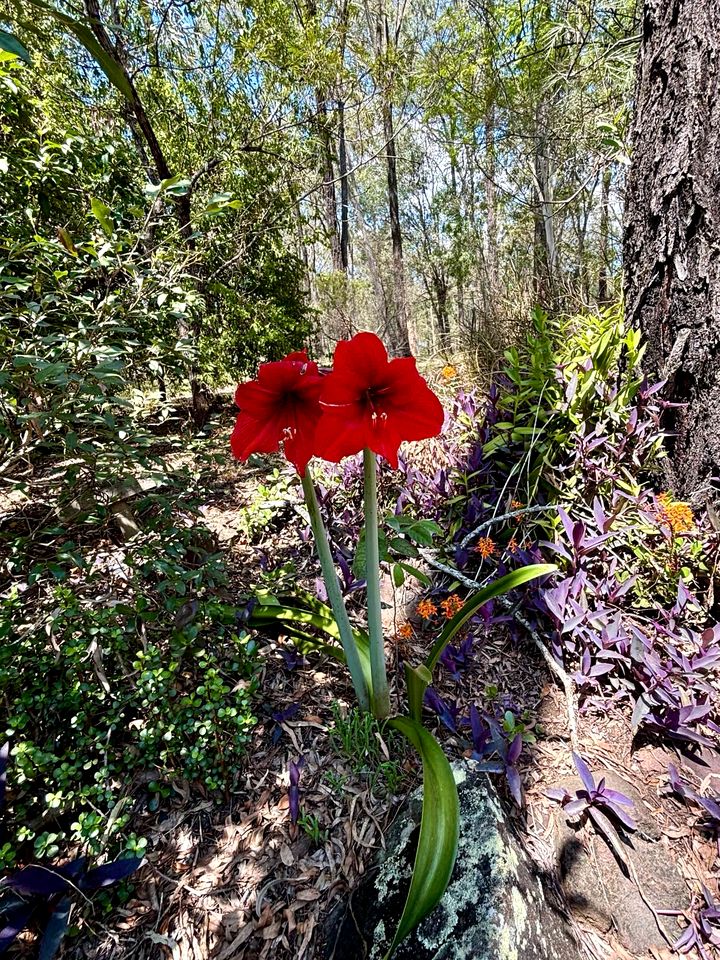 Amazing Tiny House Farm Stay Surrounded by Wildlife for a Peaceful Escape in Nature in Logan Village, Queensland