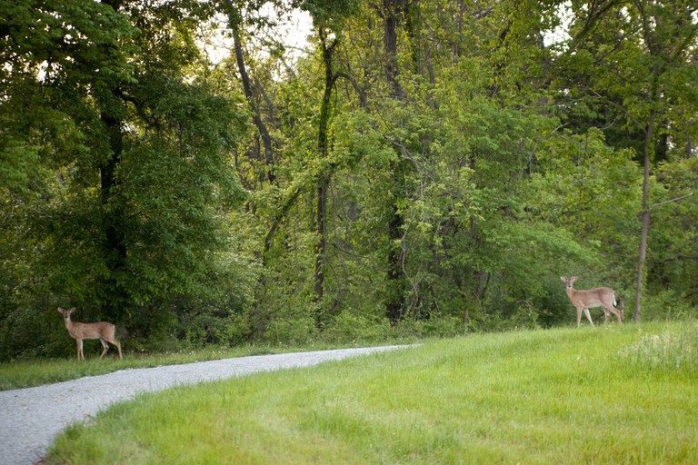 Cabins (United States of America, Carbondale, Illinois)