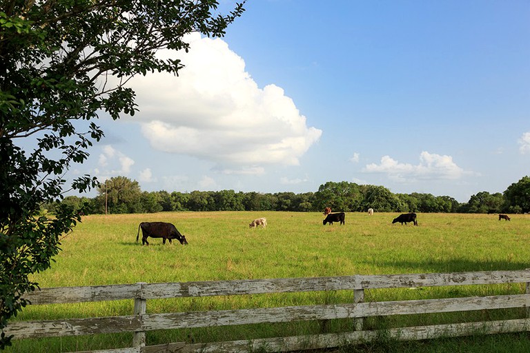 Cabins (Cat Spring, Texas, United States)