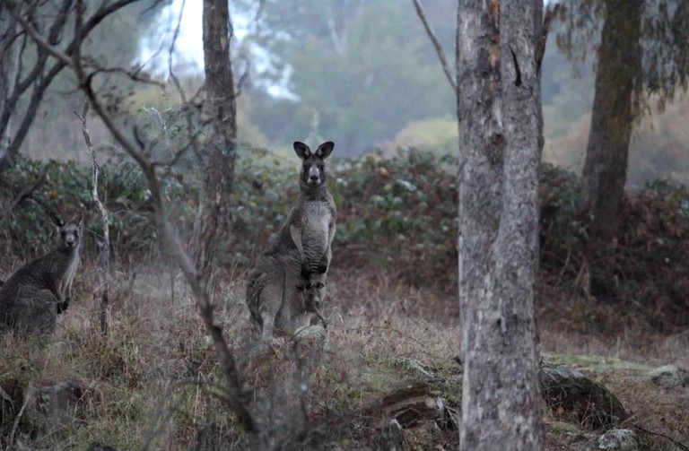 Cabins (Daylesford, Victoria, Australia)