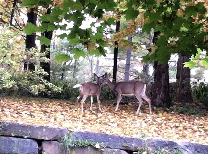Cabins (Saugerties, New York, United States)