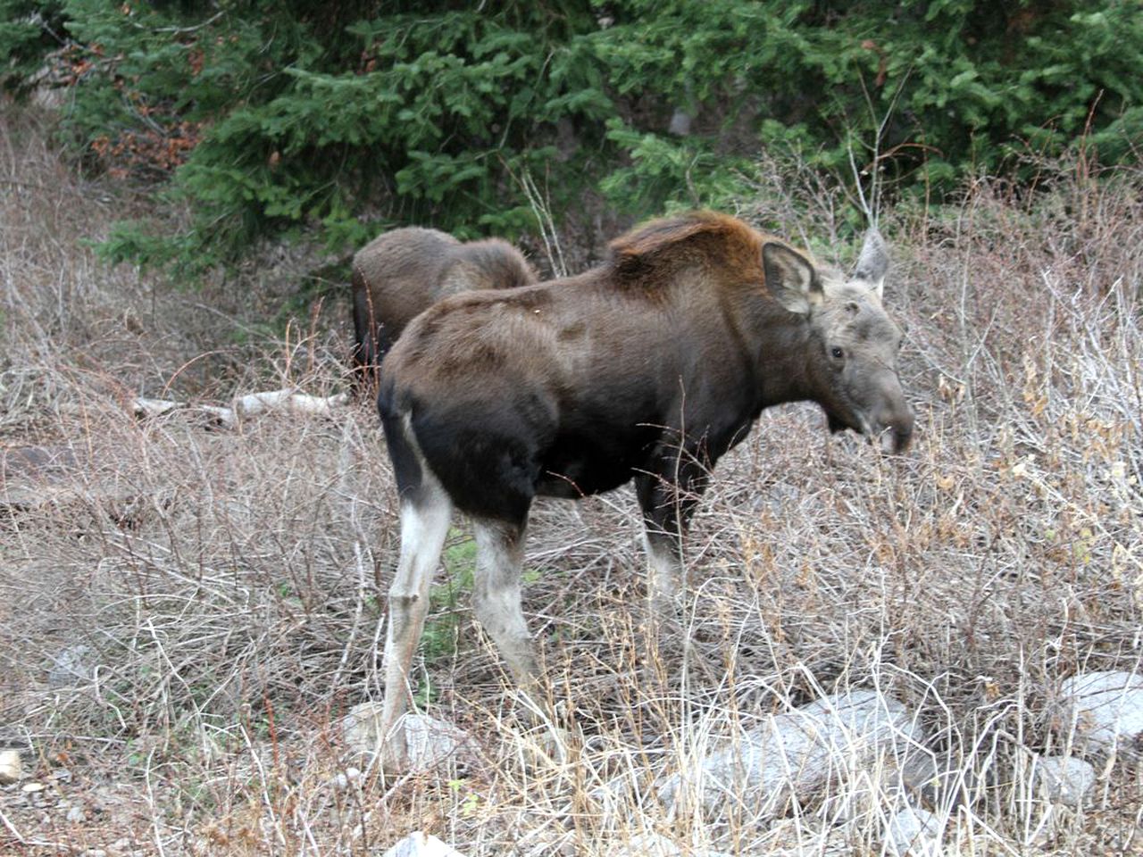 Gorgeous Cabin Rental in the Peaceful Pine Woodlands of Brighton, Utah
