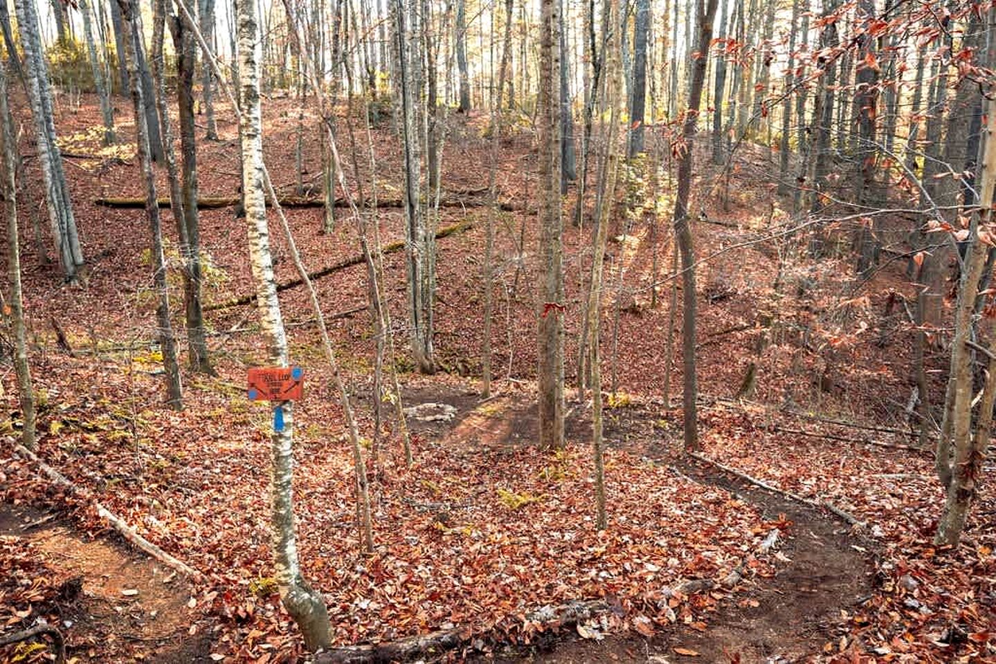 Cozy Mountain Cabin Retreat with Private Forest & Kayaks Near Blue Ridge Parkway, Virginia