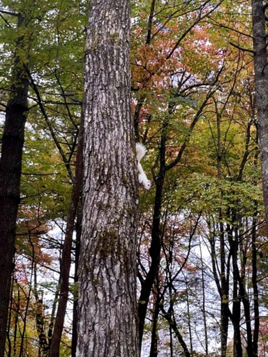 Cabins (United States of America, Lake Toxaway, North Carolina)
