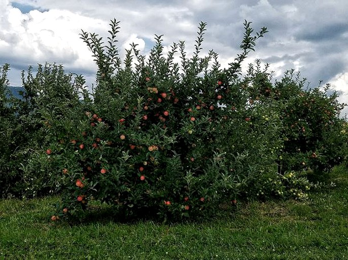 Nature Lodges (Cana, Virginia, United States)