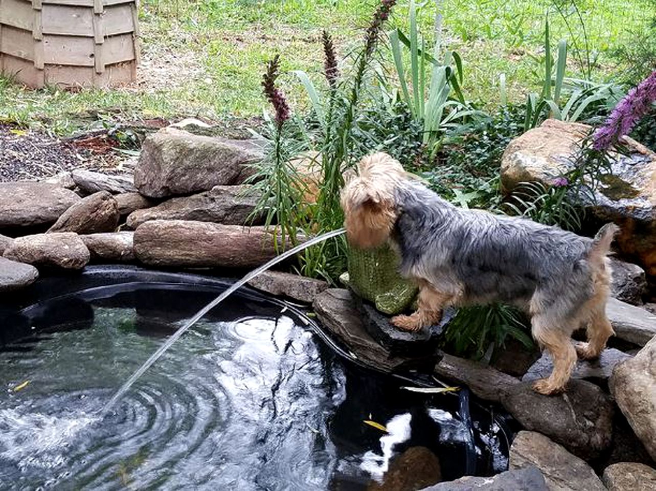 Charming Pet-Friendly Vacation Rental at a Lovely Bed and Breakfast near Hillsville, Virginia