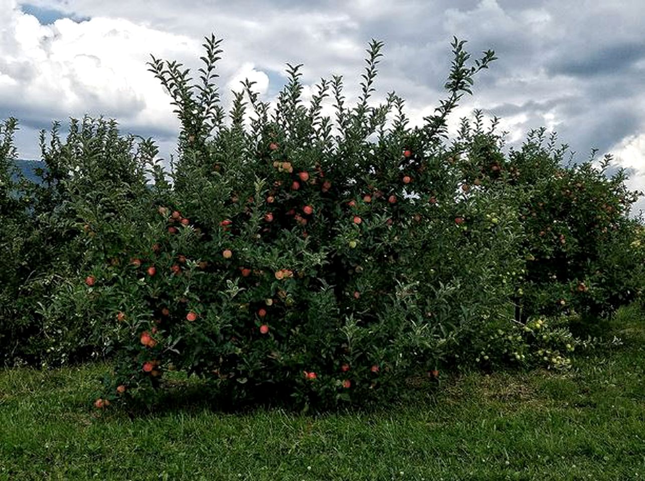 Pet-Friendly Vacation Rental with Stunning Mountain Views near Woodlawn, Virginia