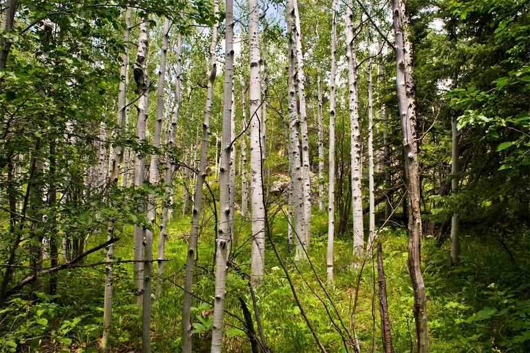 Caravans (Black Hawk, Colorado, United States)