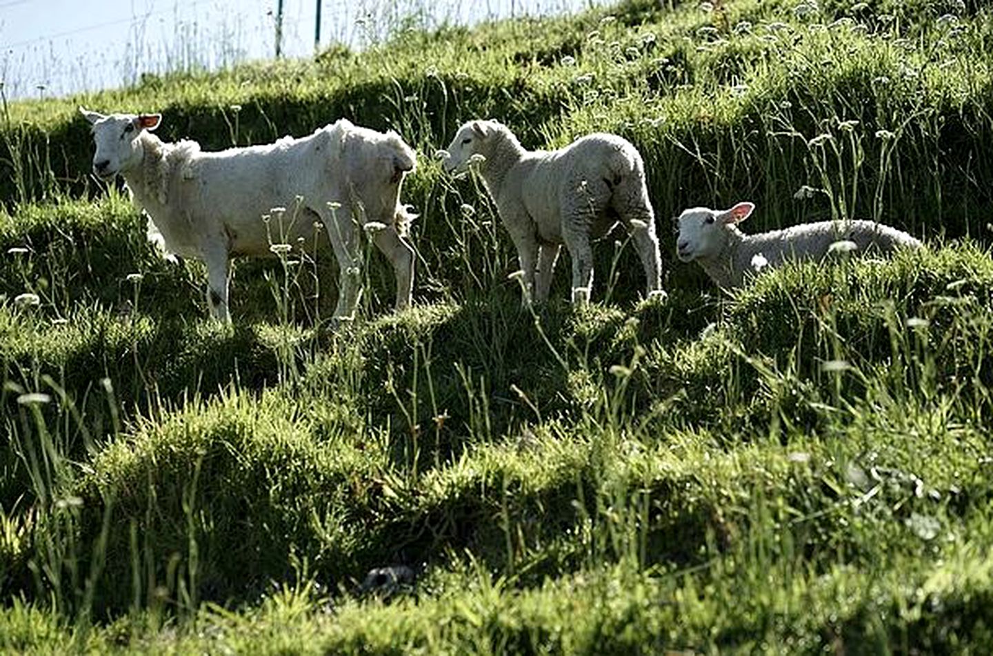 Peaceful Bed and Breakfast Accommodation on a Farm near Russell Forest, North Island