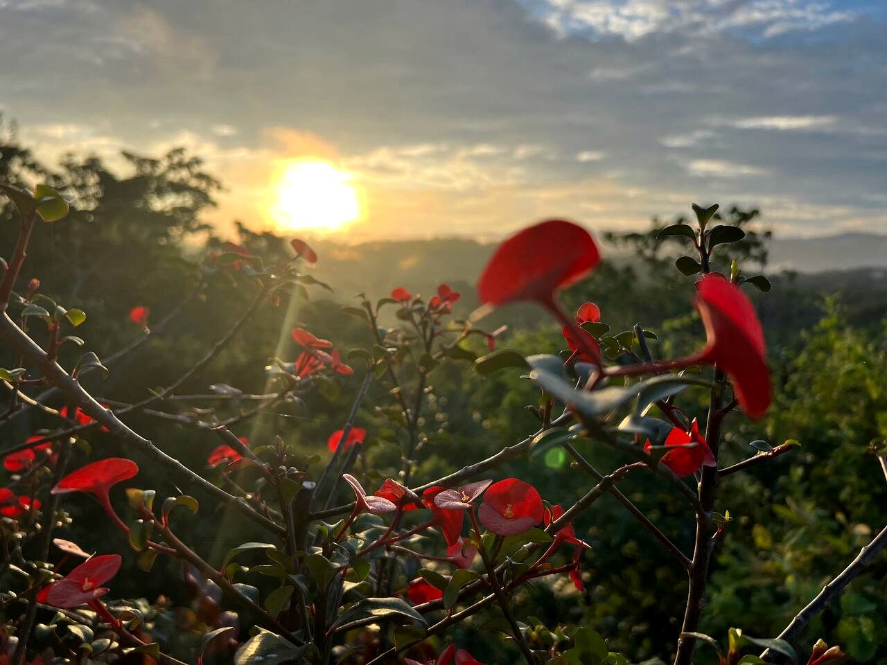 Romantic Bohemian Treehouse with Jungle Views near Playa Grande, Costa Rica