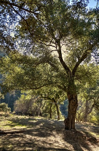 Safari Tents (United States of America, Pauma Valley, California)