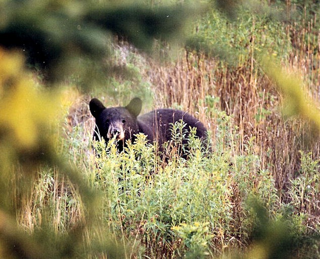 Cabins (Ashland, Maine, United States)