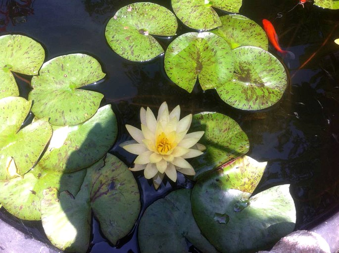 Cabins (Austin, Texas, United States)