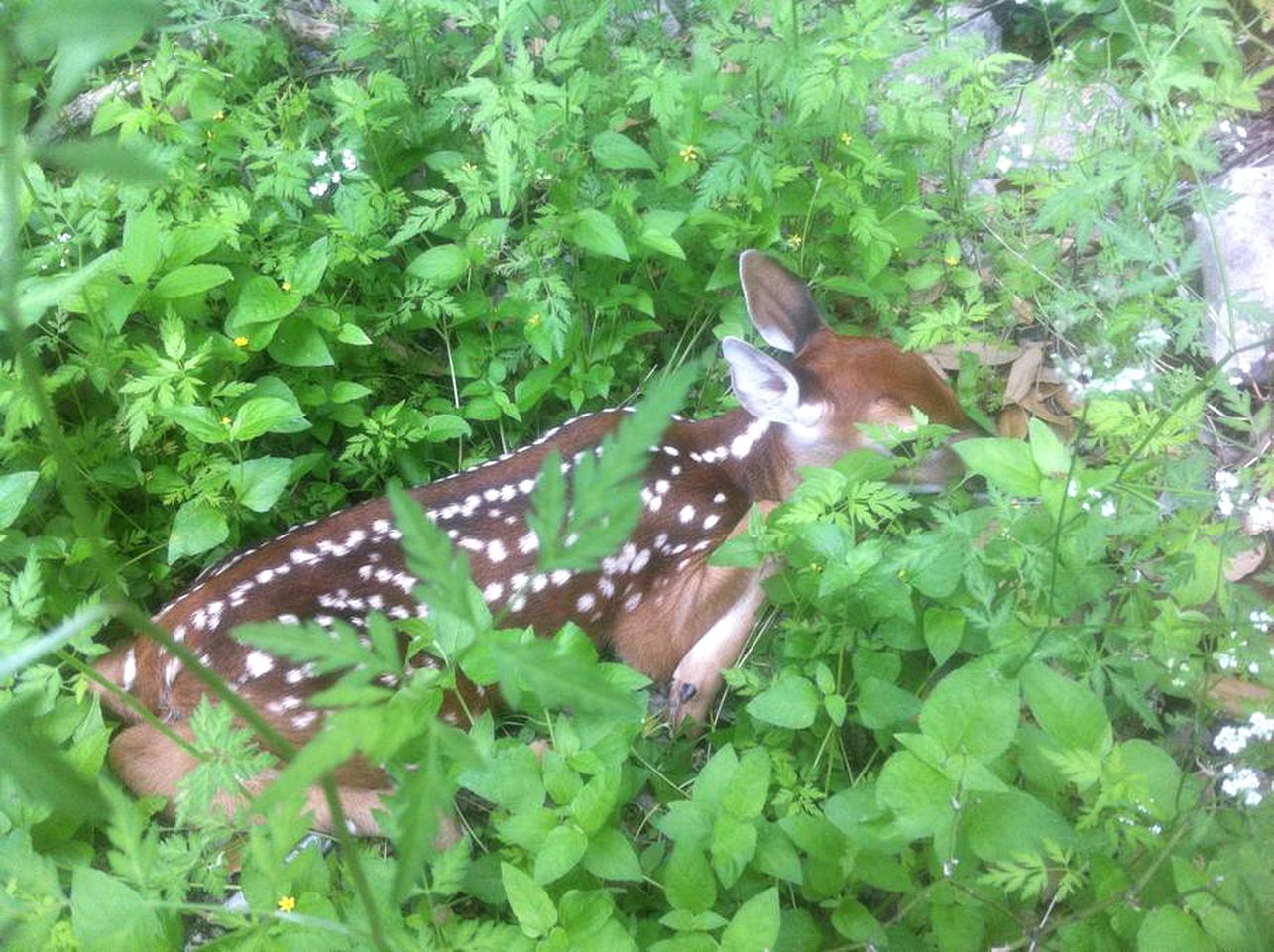 Rustic Cabin Getaway with a Huge Patio near Beautiful Austin, Texas