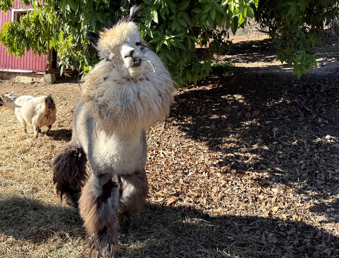 Cottages (United States of America, Fallbrook, California)